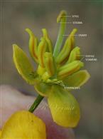  Flower with petals removed